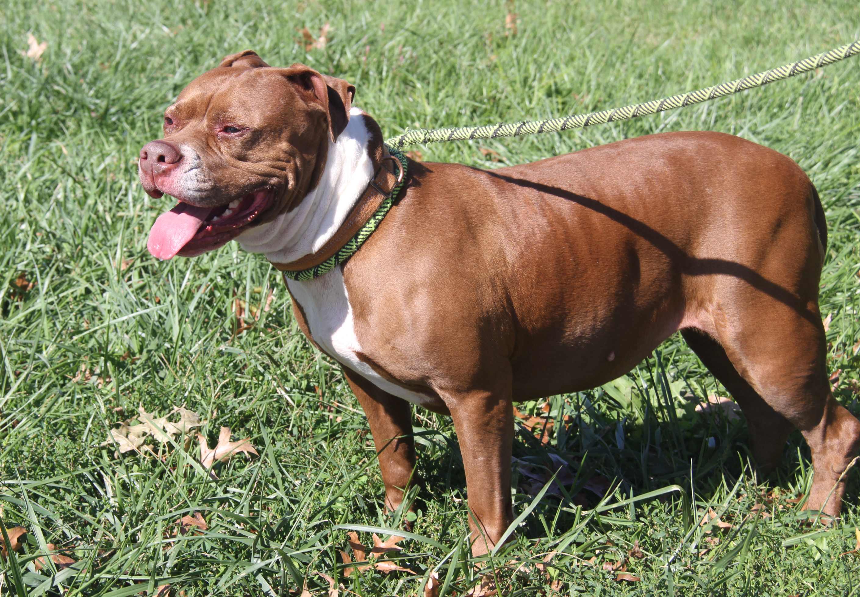 Enlarge Nader (Spayed), a Adoptable American Staffordshire Terrier in Marietta, OH image 3/6