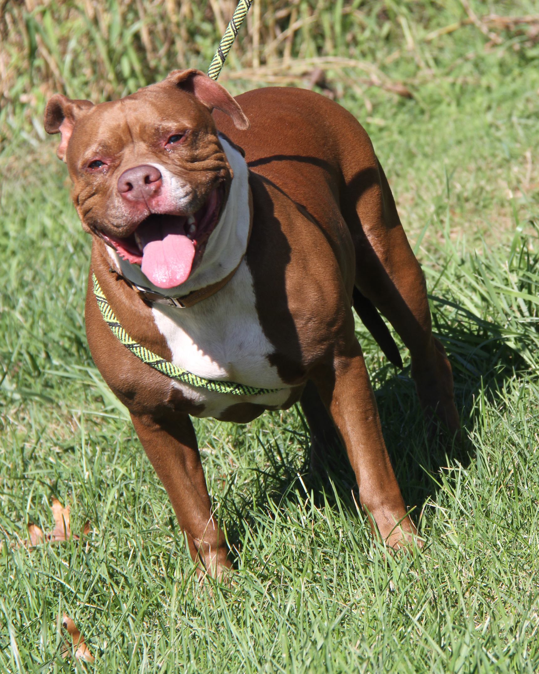 Enlarge Nader (Spayed), a Adoptable American Staffordshire Terrier in Marietta, OH image 2/6