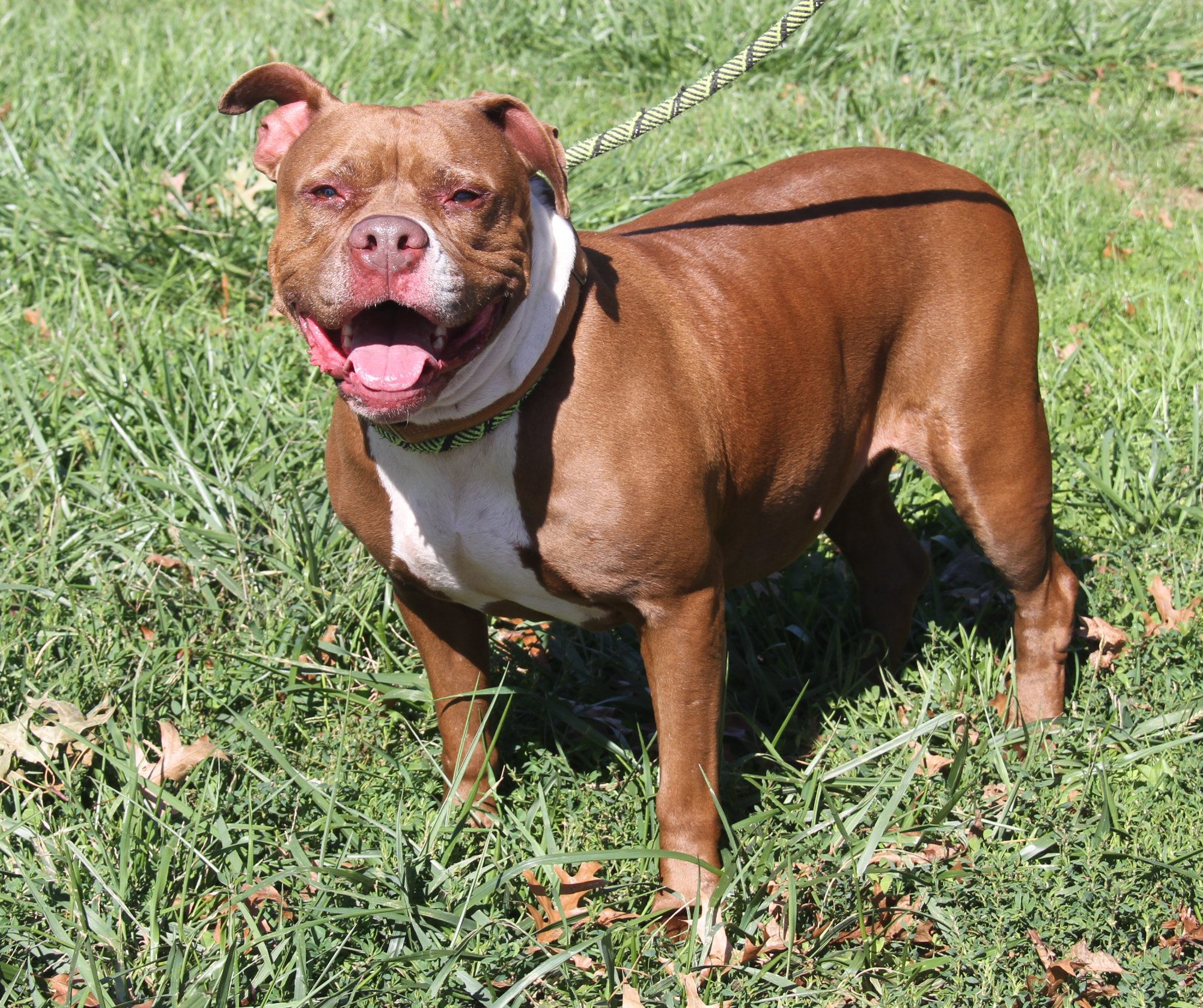 Enlarge Nader (Spayed), a Adoptable American Staffordshire Terrier in Marietta, OH image 5/6