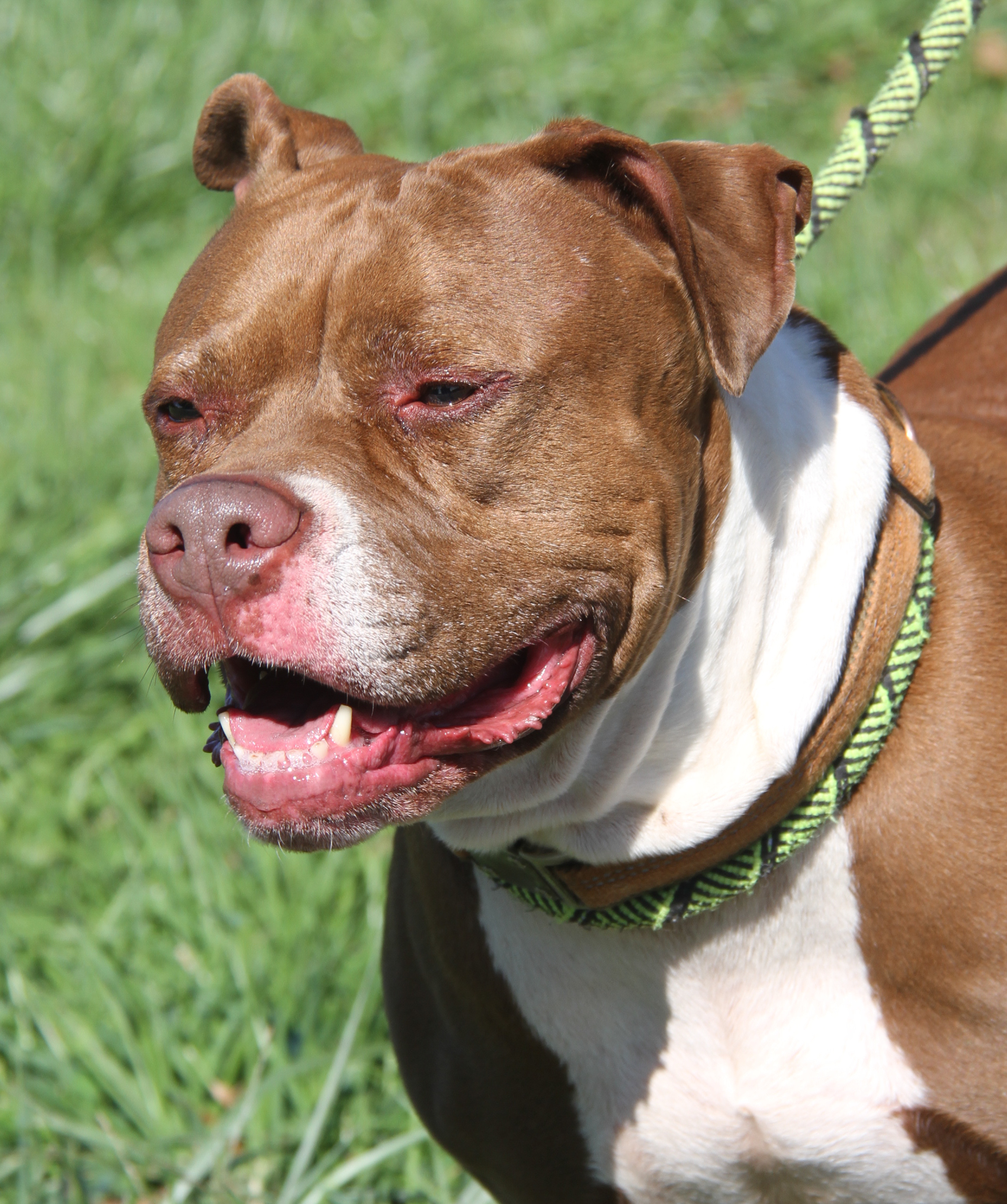 Enlarge Nader (Spayed), a Adoptable American Staffordshire Terrier in Marietta, OH image 4/6