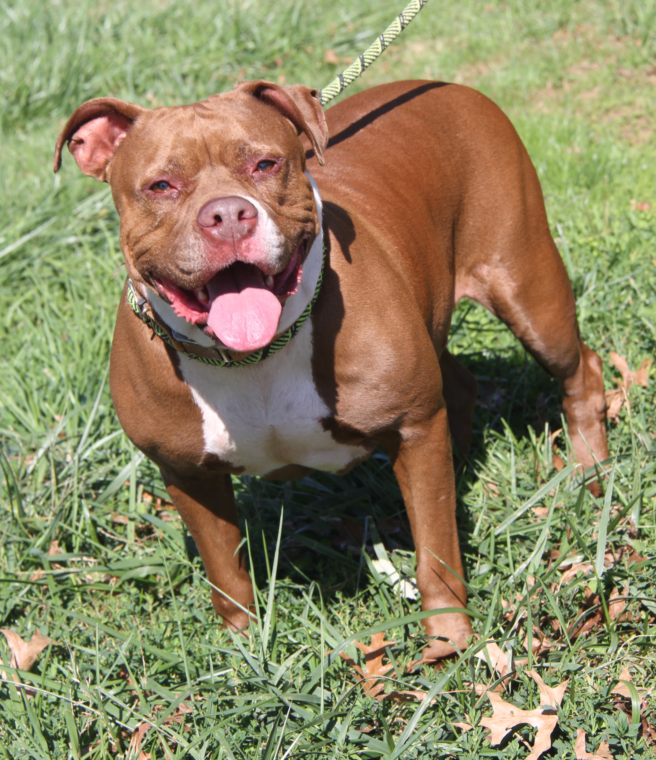 Nader (Spayed), Adoptable, Adult Female American Staffordshire Terrier.