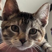 Michele, Adoptable, Young Female Domestic Short Hair.