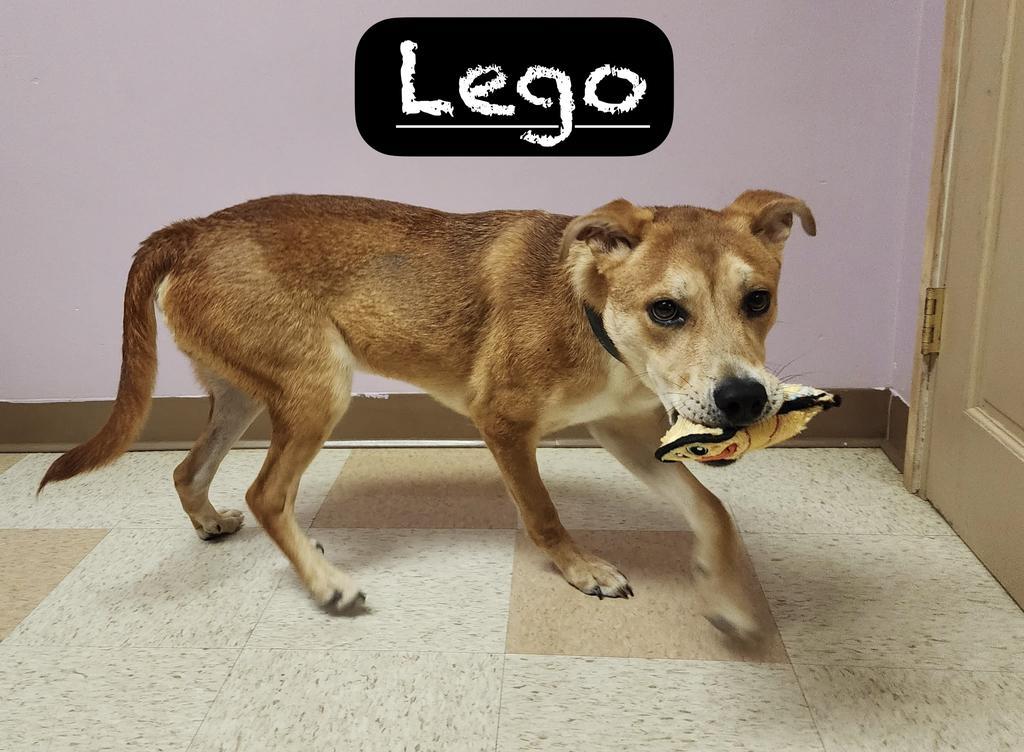 Lego, Adoptable, Puppy Male Labrador Retriever.