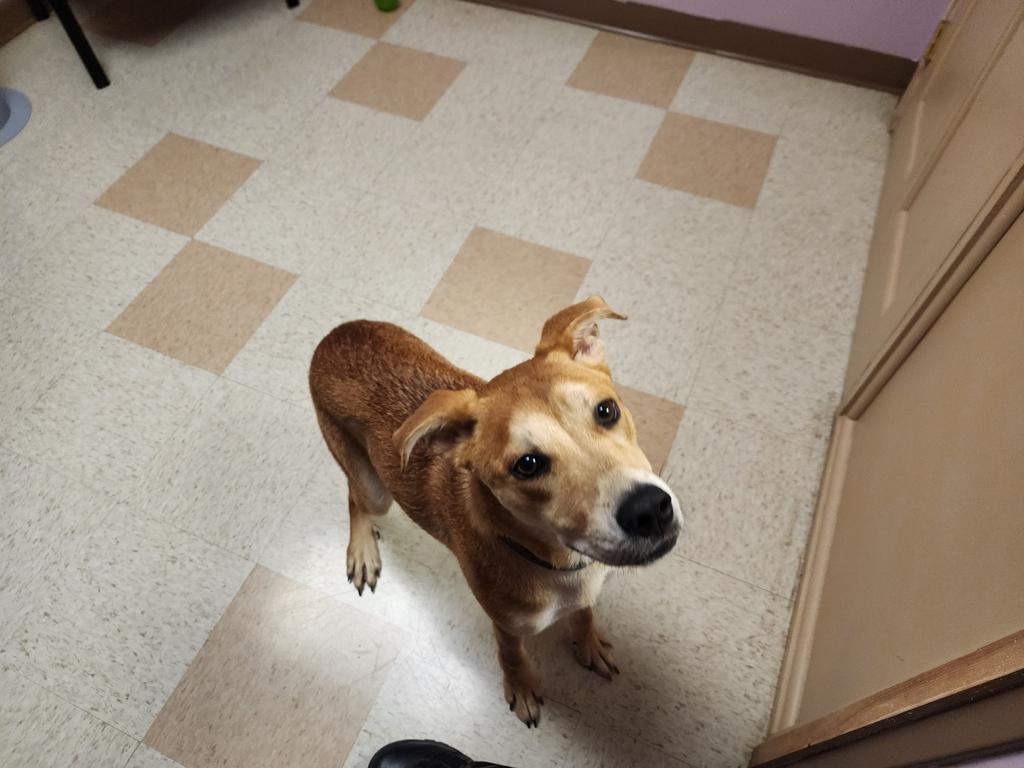 Lego, a Adoptable mixed breed in Maumelle, AR image 2/4