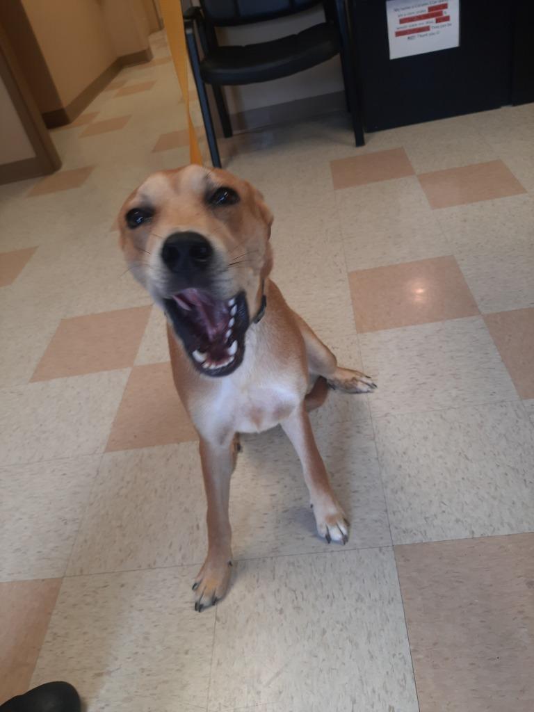 Lego, a Adoptable mixed breed in Maumelle, AR image 3/4