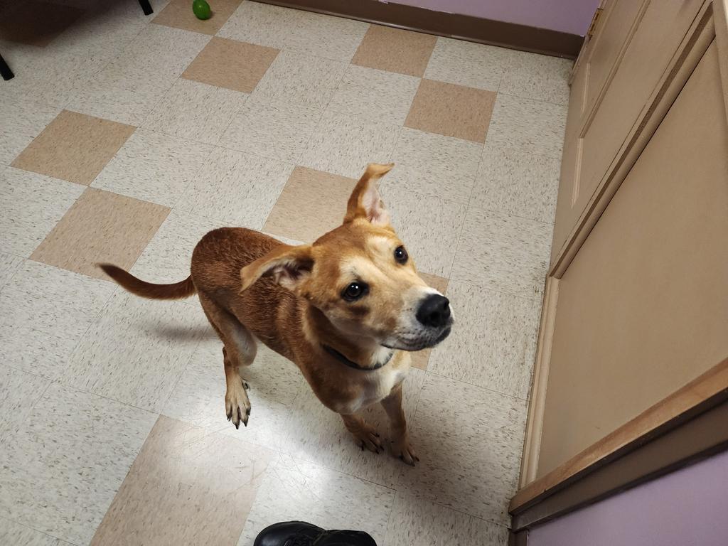 Lego, a Adoptable mixed breed in Maumelle, AR image 4/4