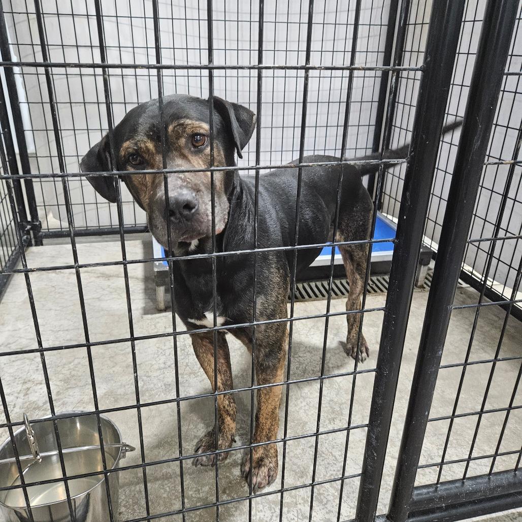 Enlarge Sebastian, a Adoptable mixed breed in Muscatine, IA image 2/6