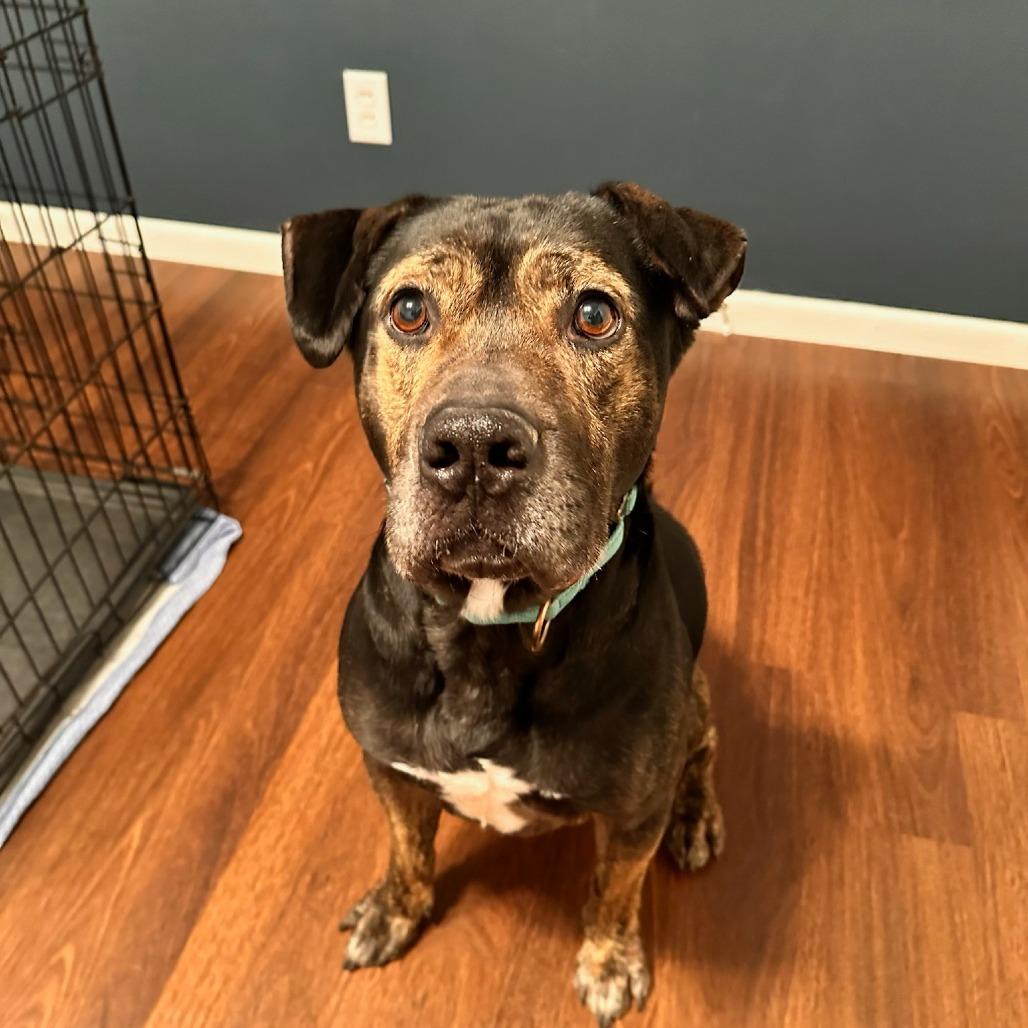 Enlarge Sebastian, a Adoptable mixed breed in Muscatine, IA image 5/6