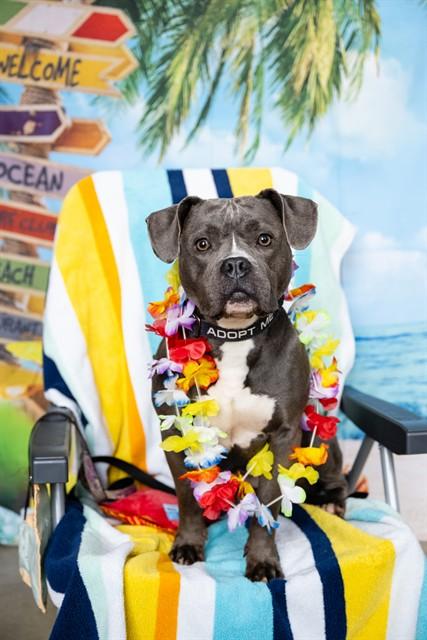 Enlarge GREEDDII, a Adoptable mixed breed in Minneapolis, MN image 1/1