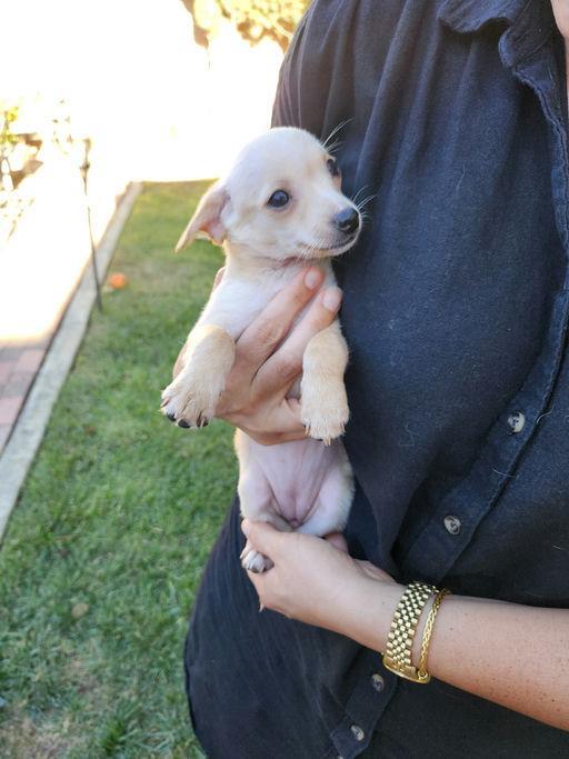 Crumpet - Panini Pup