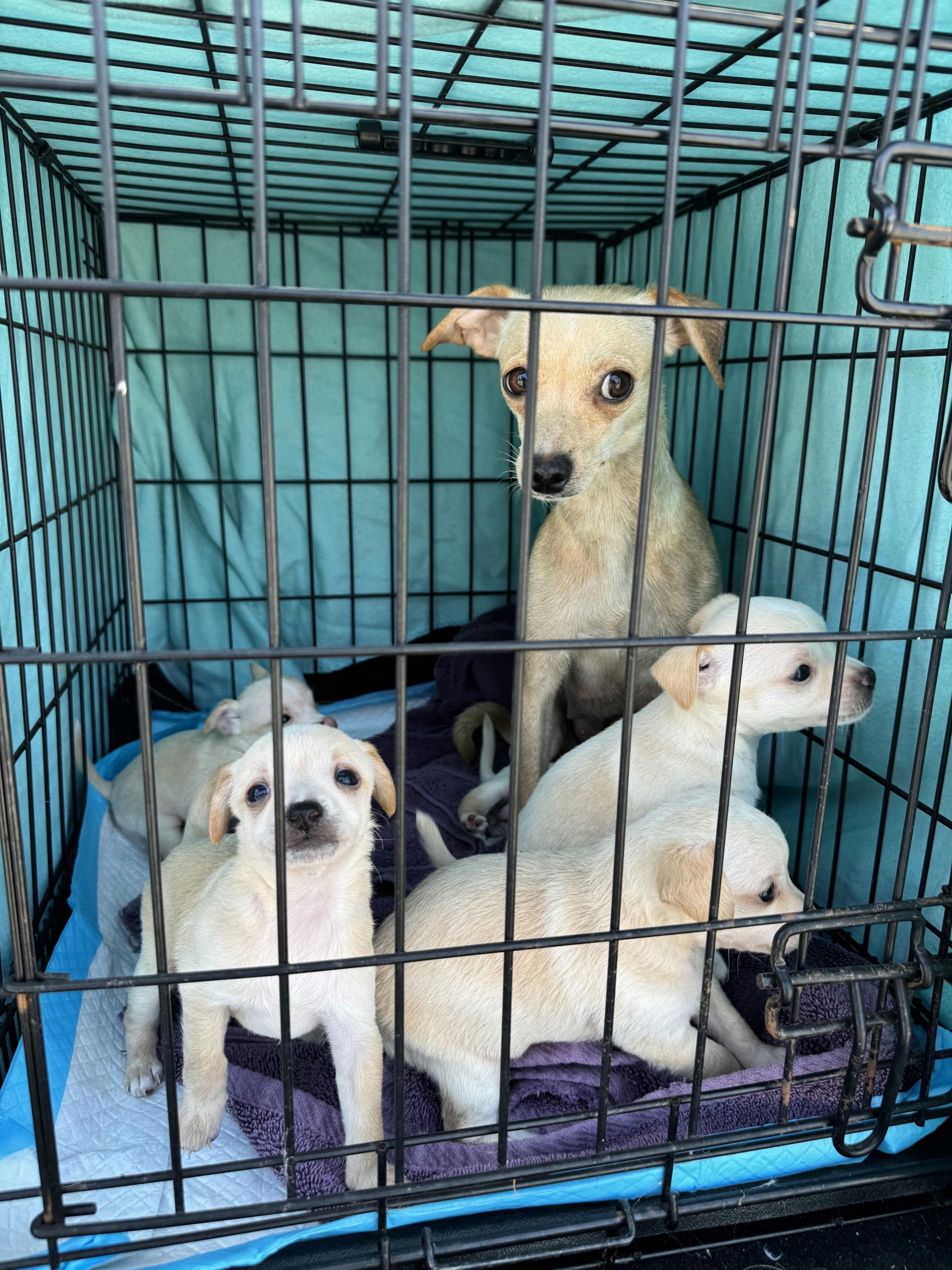 Crumpet - Panini Pup