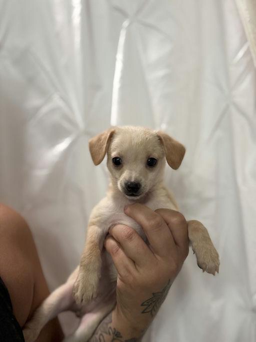 Crumpet - Panini Pup