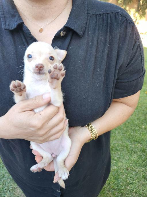 Crumpet - Panini Pup