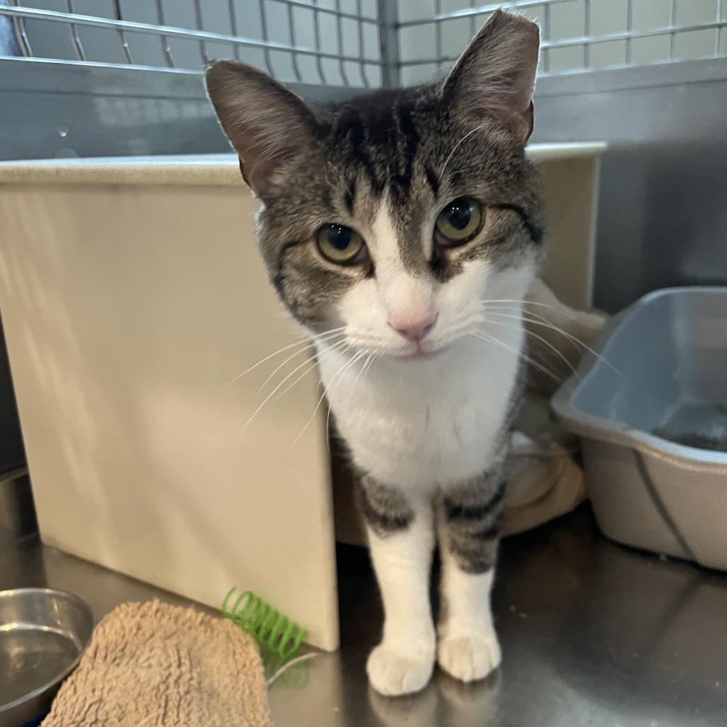 Enlarge Donut, a Adoptable Domestic Short Hair in South Haven, MI image 1/4