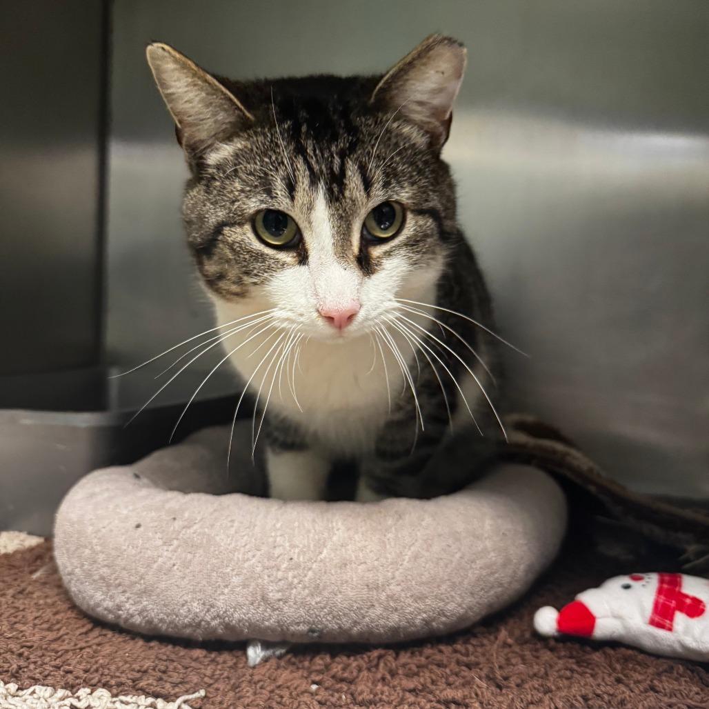 Enlarge Donut, a Adoptable Domestic Short Hair in South Haven, MI image 2/4