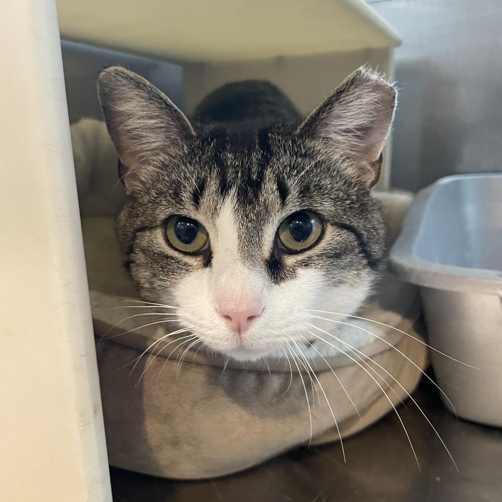 Enlarge Donut, a Adoptable Domestic Short Hair in South Haven, MI image 3/4