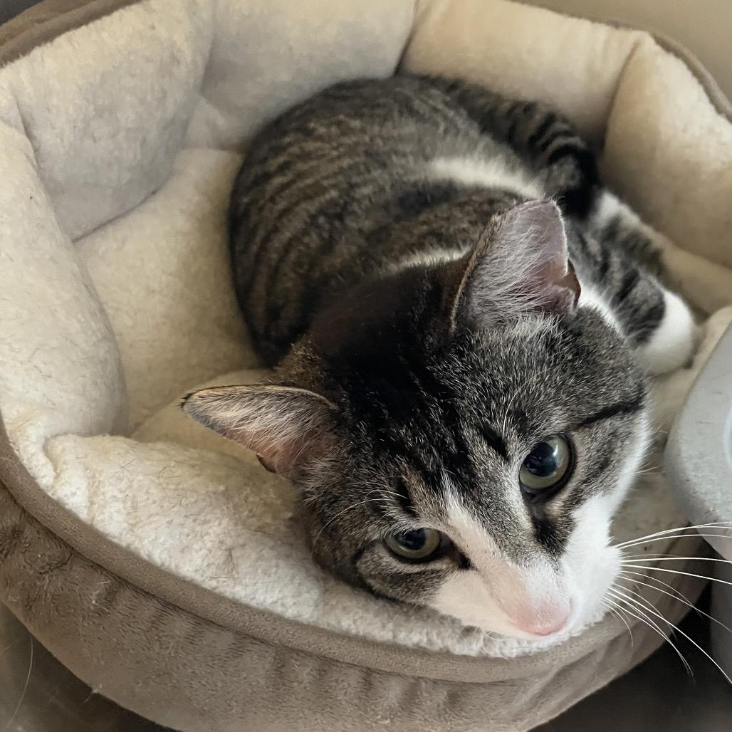 Enlarge Donut, a Adoptable Domestic Short Hair in South Haven, MI image 4/4