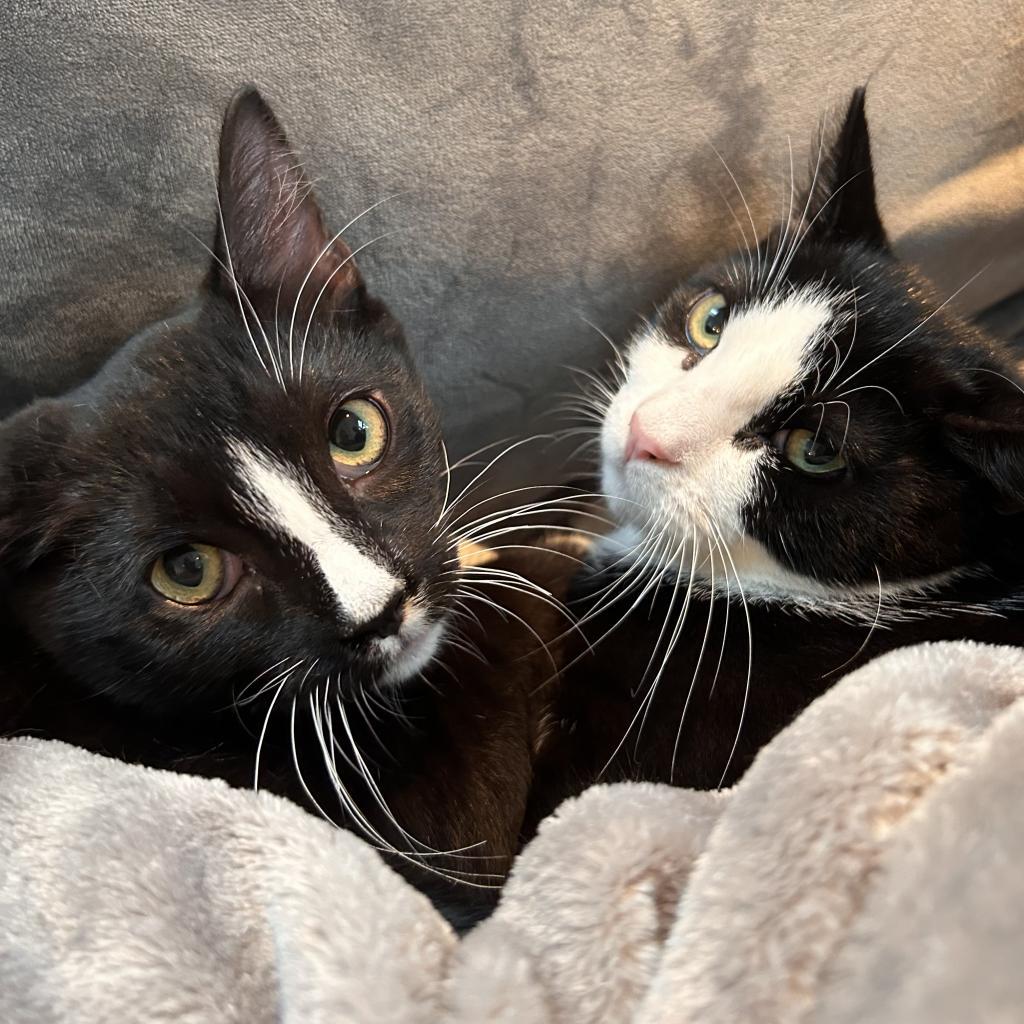 Enlarge Jameson (Miro Baby 2), a Adoptable Domestic Short Hair in Westport, CT image 1/3