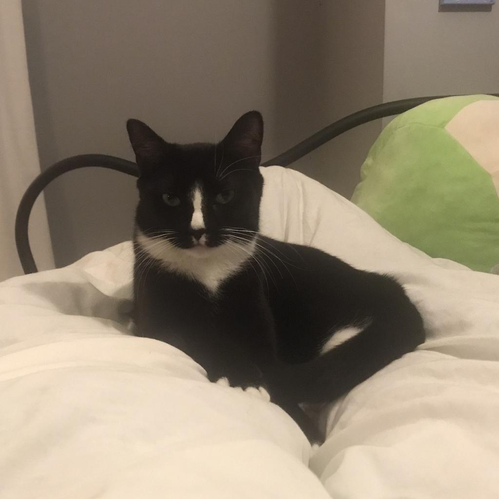 Jameson (Miro Baby 2), a Adoptable Domestic Short Hair in Westport, CT image 1/3