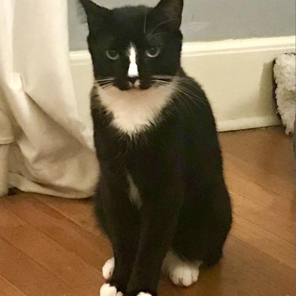 Enlarge Jameson (Miro Baby 2), a Adoptable Domestic Short Hair in Westport, CT image 3/3