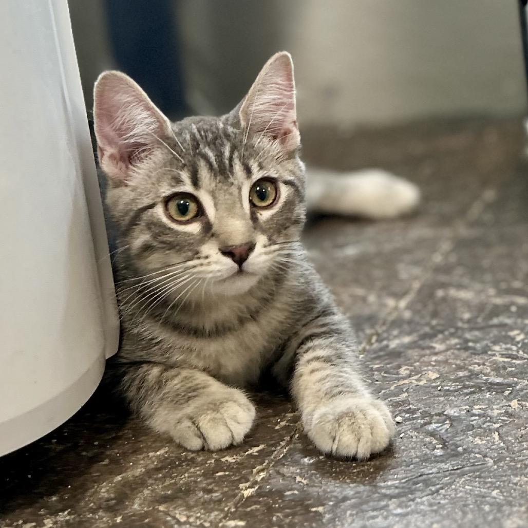 Enlarge Wasabi, a Adopted Domestic Short Hair in Blackfoot, ID image 1/1