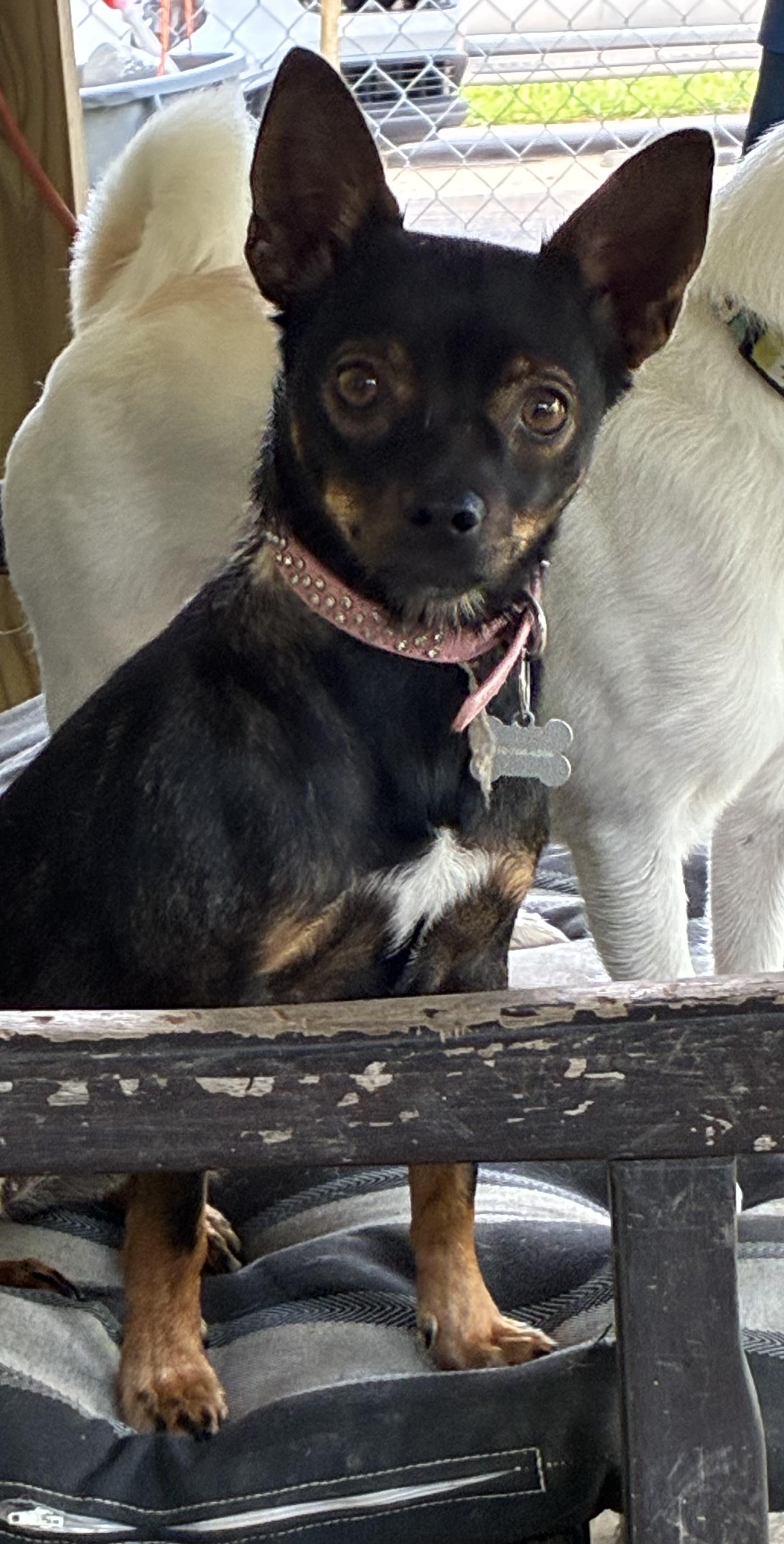 Stella