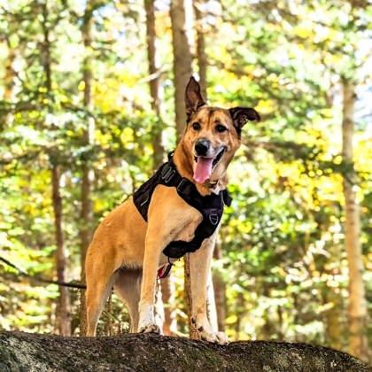 Lily — thumbnail 2