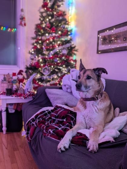 Lily — thumbnail 3