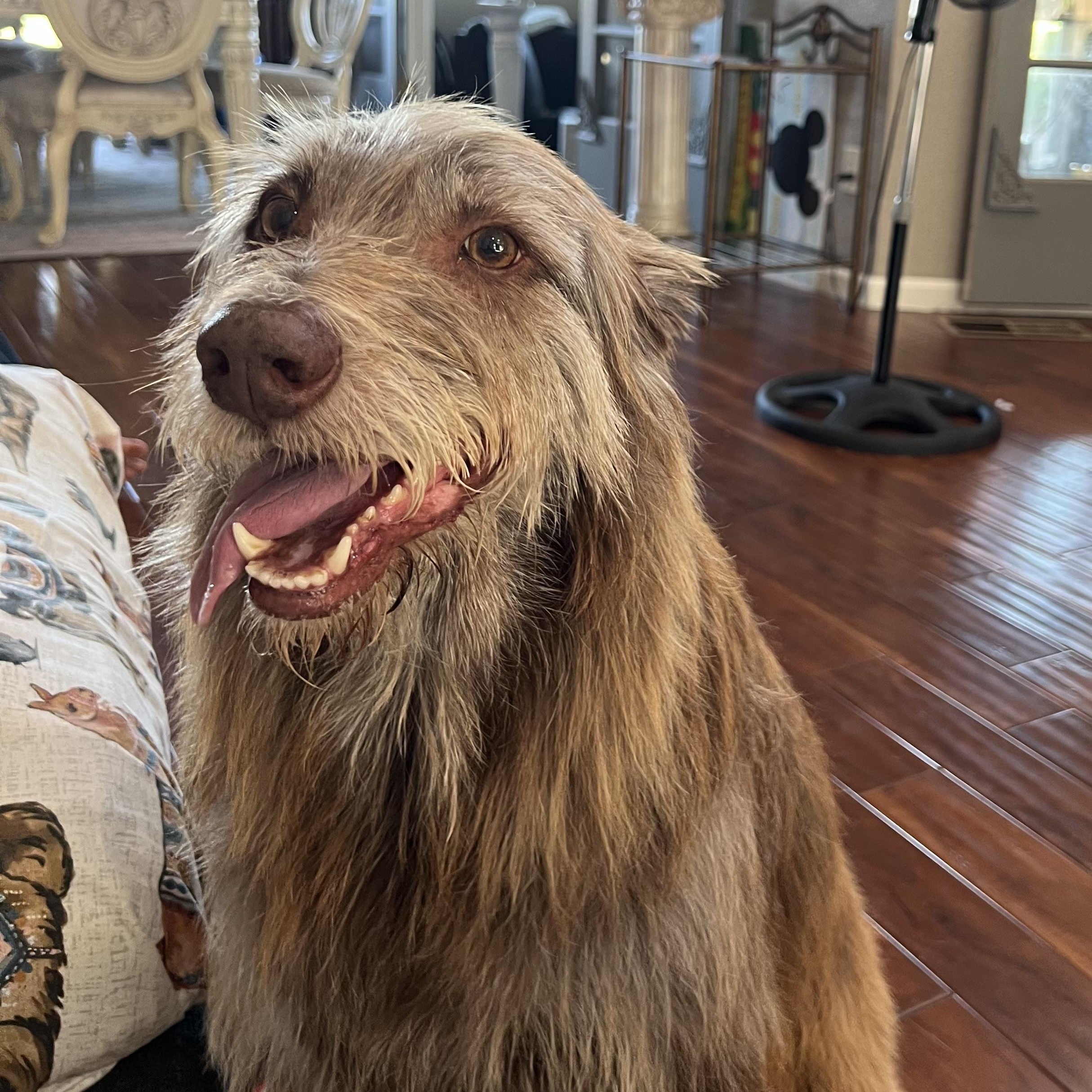 Jams, Adoptable, Adult Female Irish Wolfhound & Poodle.