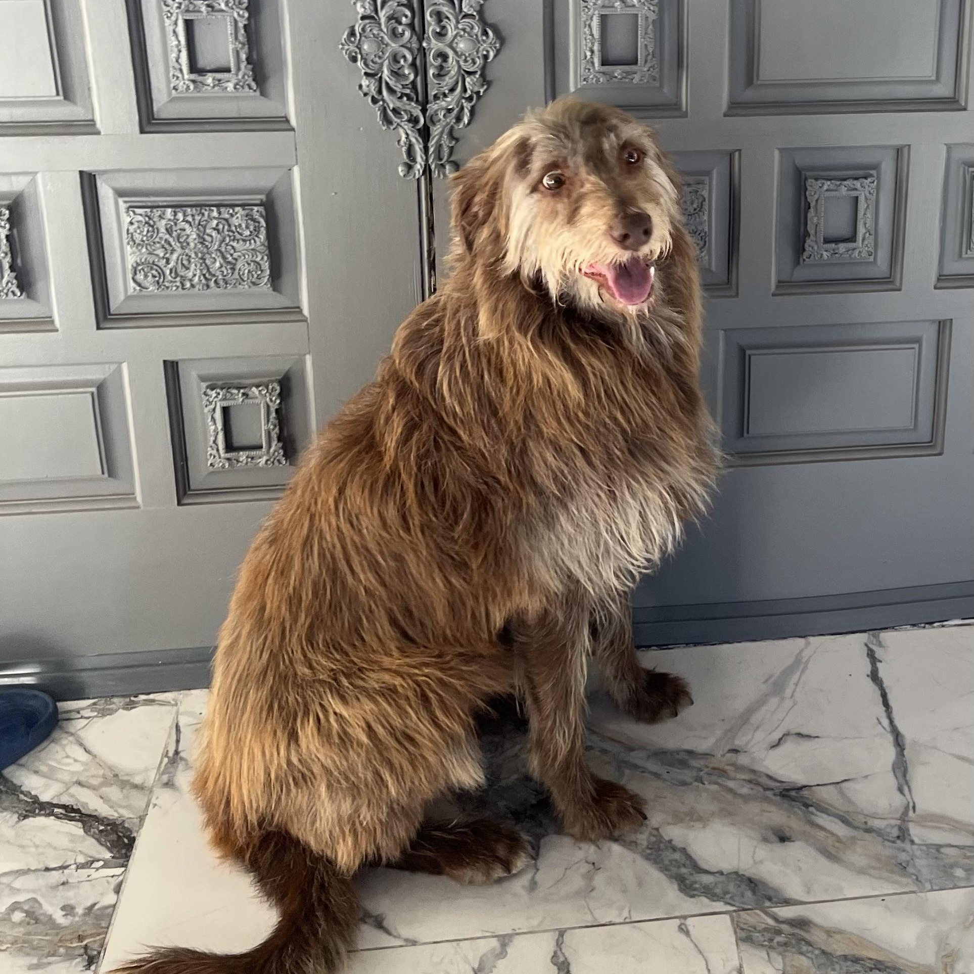 Jams, a Adoptable mixed breed in San Francisco, CA image 3/6