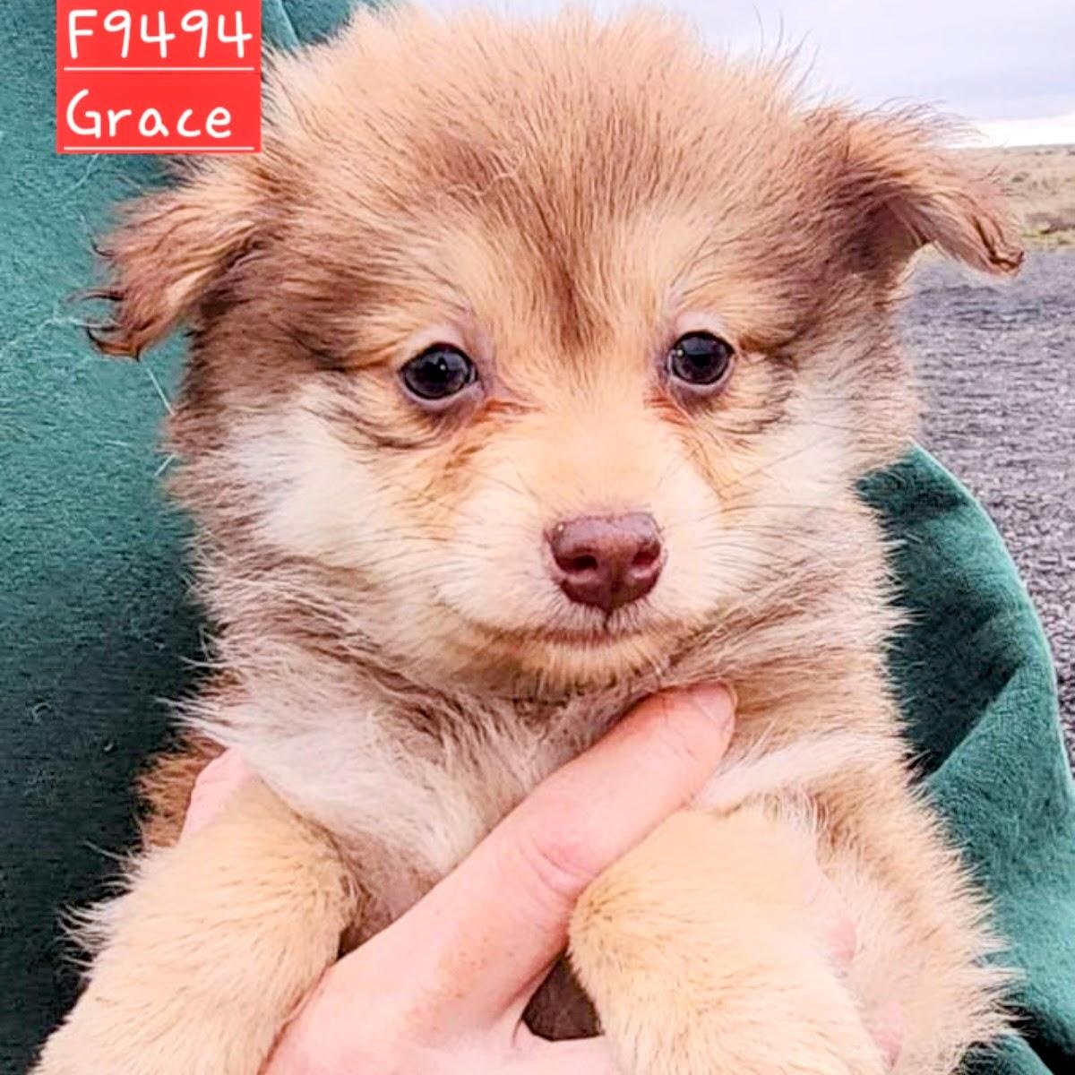 Grace, Adoptable, Puppy Female Pomeranian & Rat Terrier.
