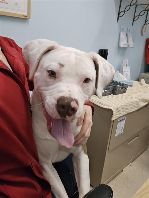 BECKNER, Adoptable, Young Male Boxer & American Bulldog.