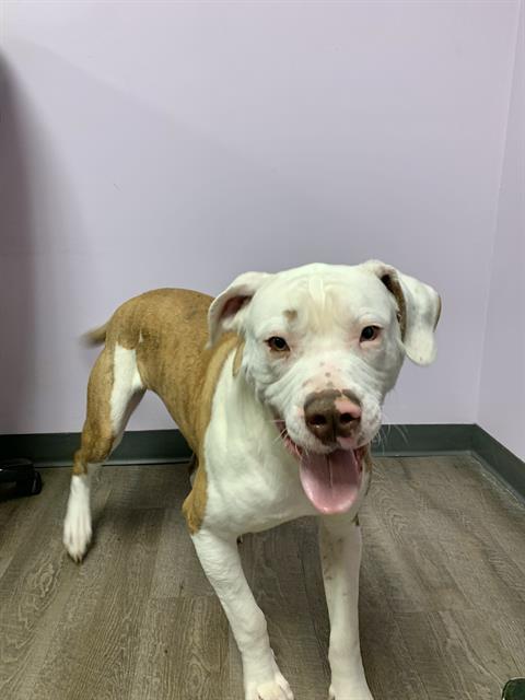 BECKNER, Adoptable, Young Male Boxer & American Bulldog.