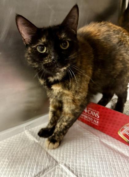 Lovie, ADOPTABLE, Adult Female Domestic Short Hair.