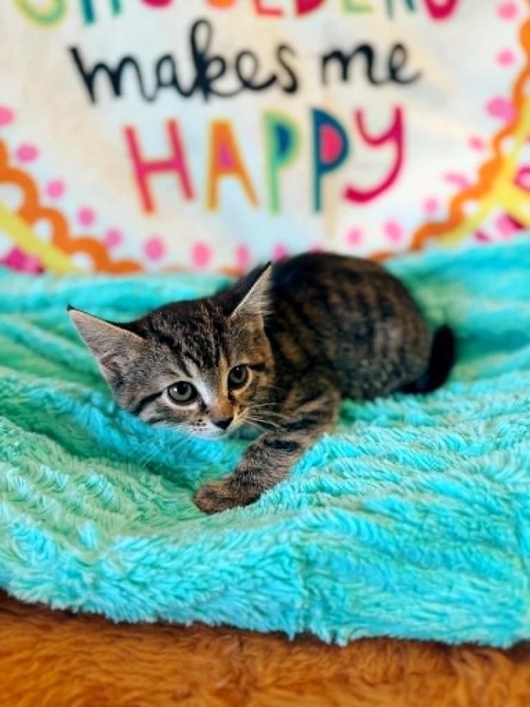 Sunset, Adoptable, Kitten Female Domestic Short Hair.