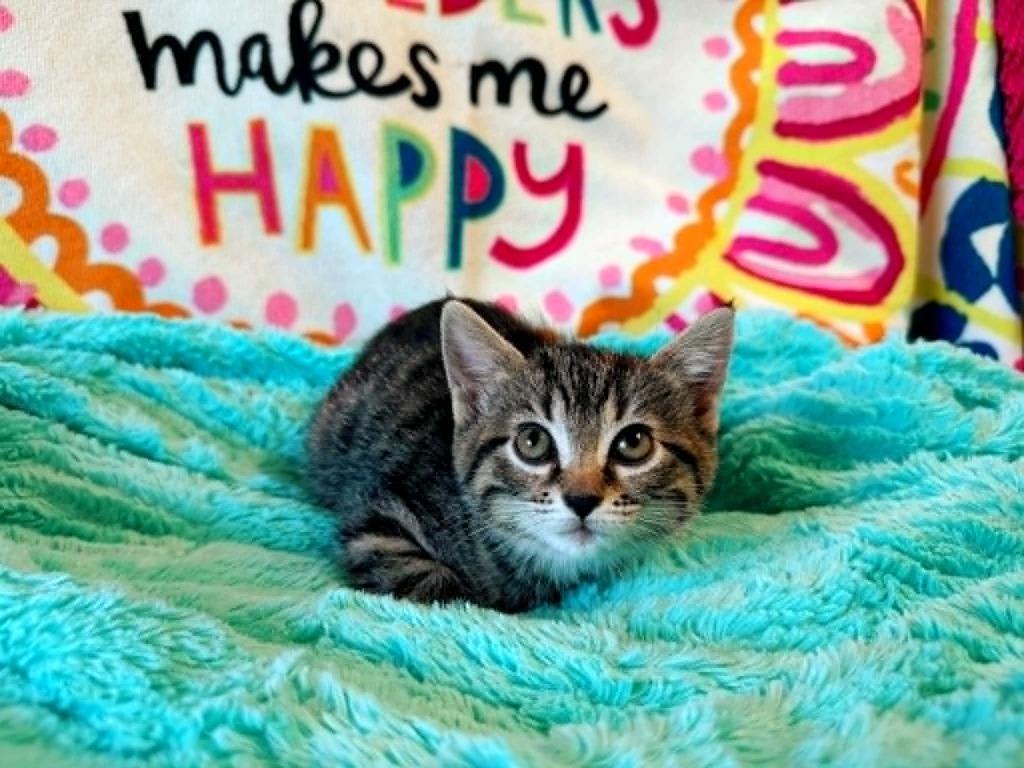 Sunset, a Adoptable mixed breed in Effingham, IL image 2/4