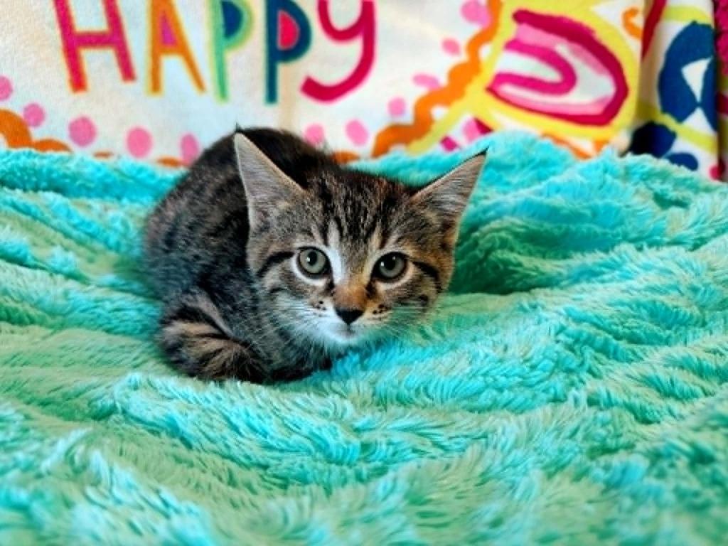 Sunset, a Adoptable mixed breed in Effingham, IL image 3/4