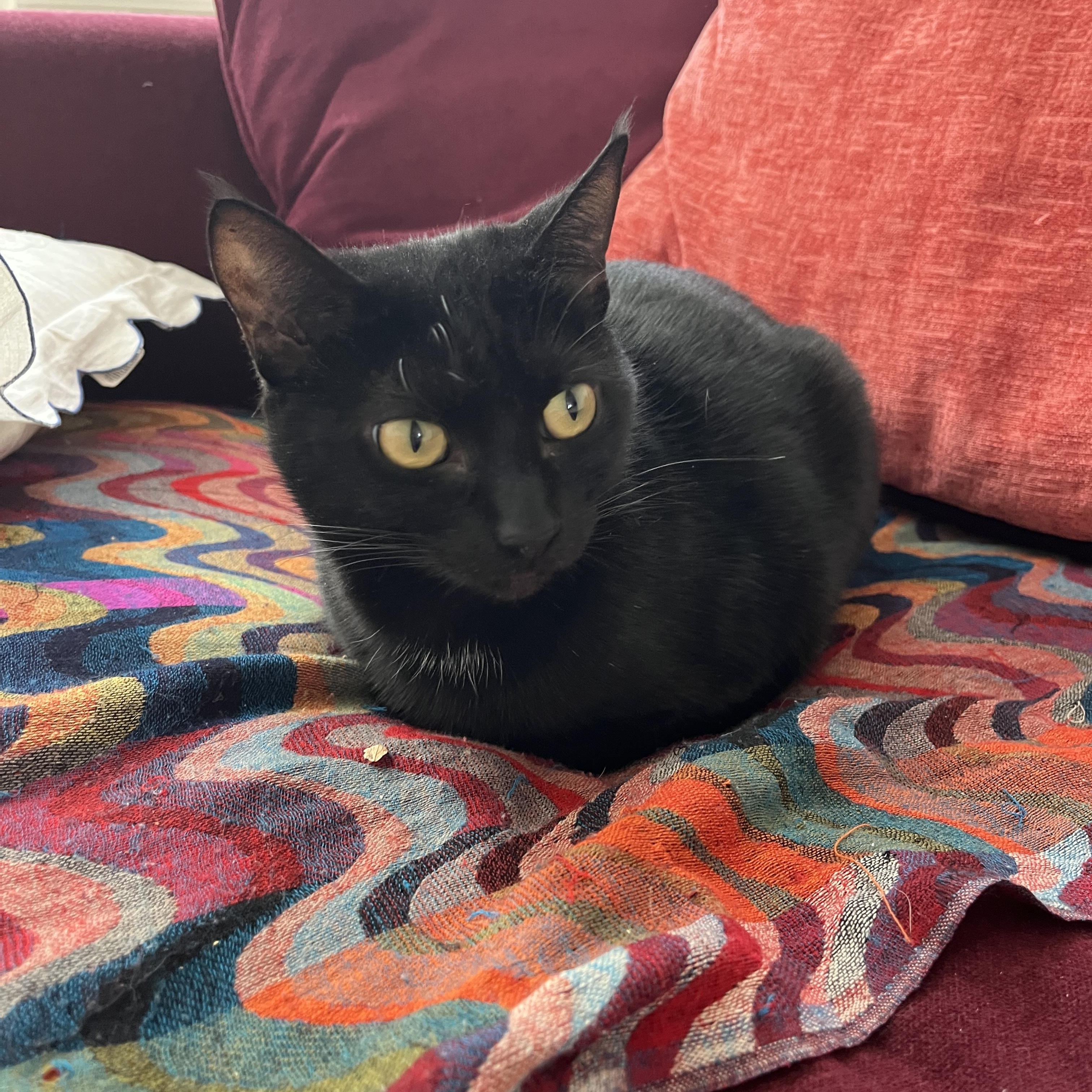 Enlarge Charli, a ADOPTABLE Domestic Short Hair in New Haven, CT image 1/1