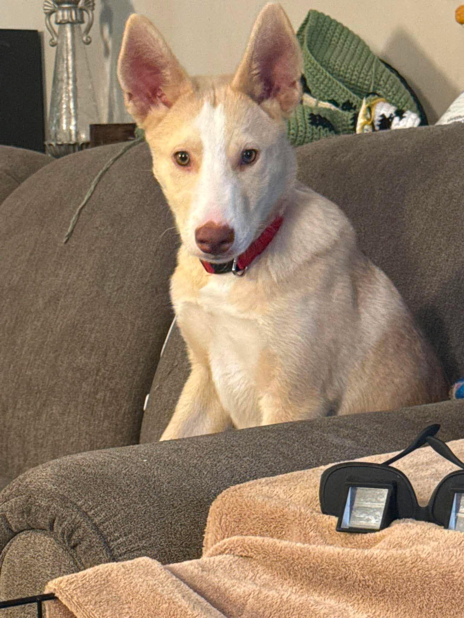 Buster, an adopted Mixed Breed in Sioux Falls, SD image 5/6