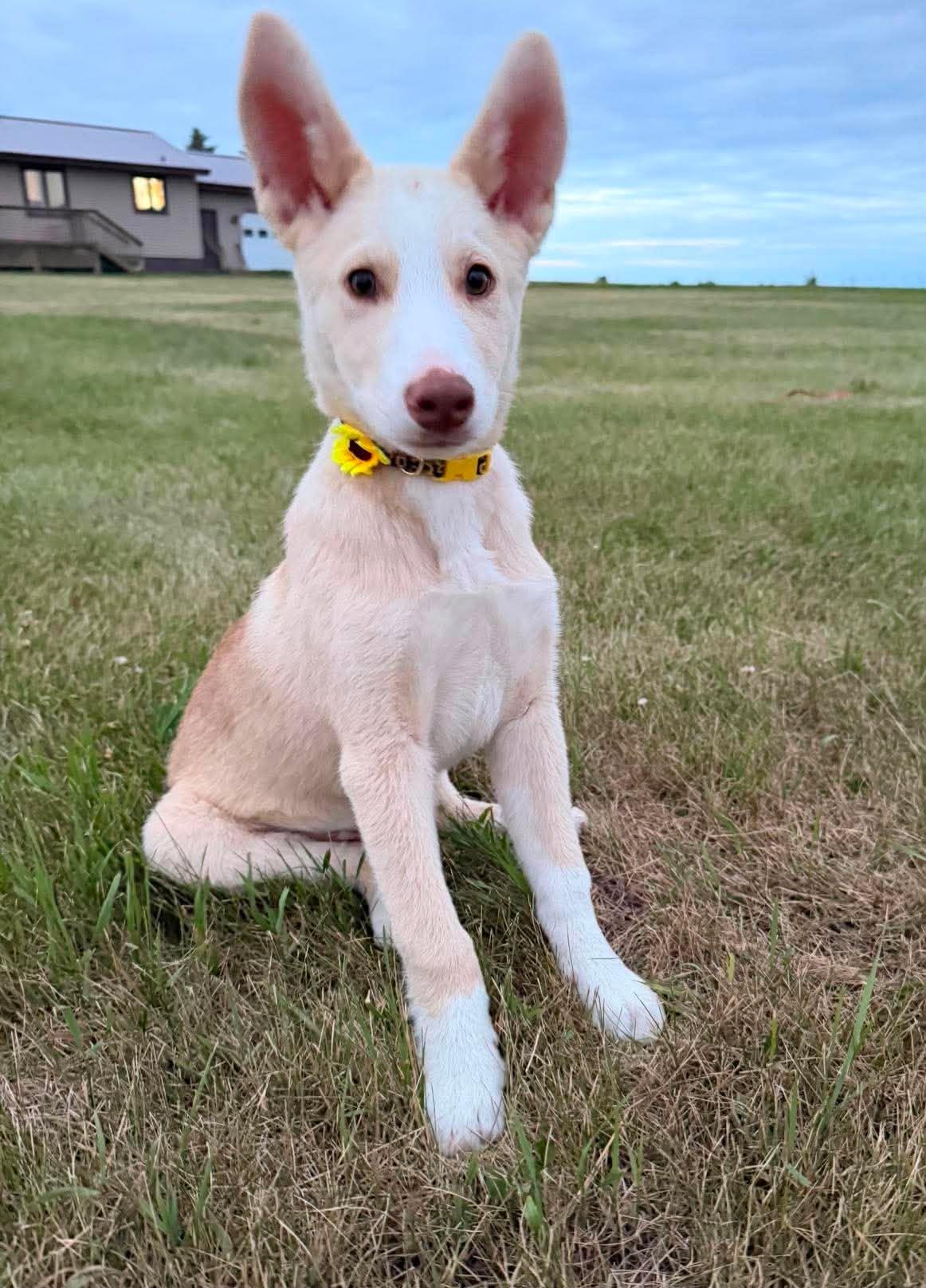 Buster, an adopted Mixed Breed in Sioux Falls, SD image 6/6