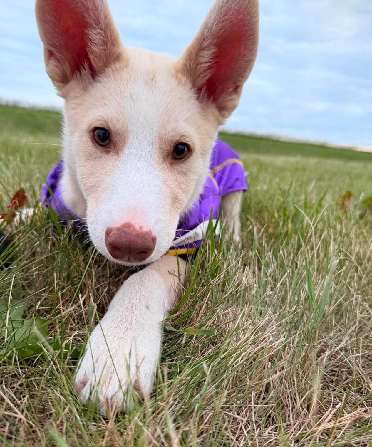 Buster, an adopted Mixed Breed in Sioux Falls, SD image 2/6
