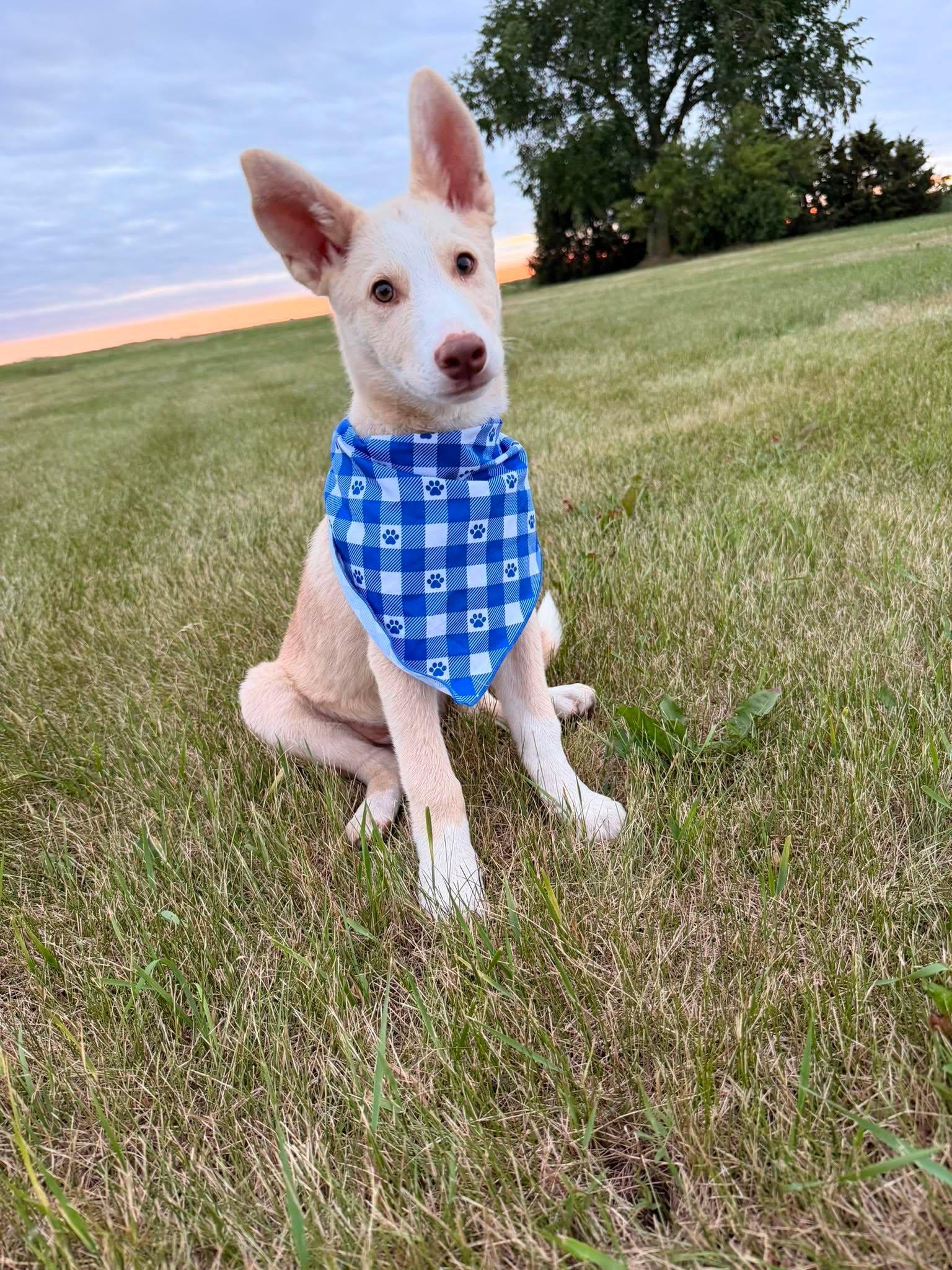 Buster, adopted, Puppy Male Mixed Breed.