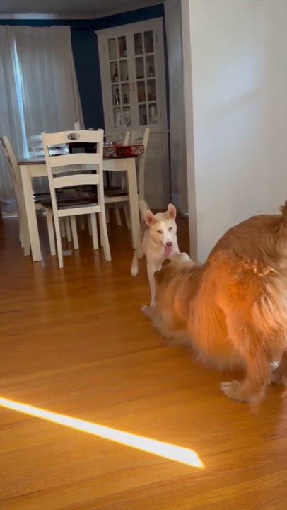 Enlarge Buster, an adopted Mixed Breed in Sioux Falls, SD video 4/6