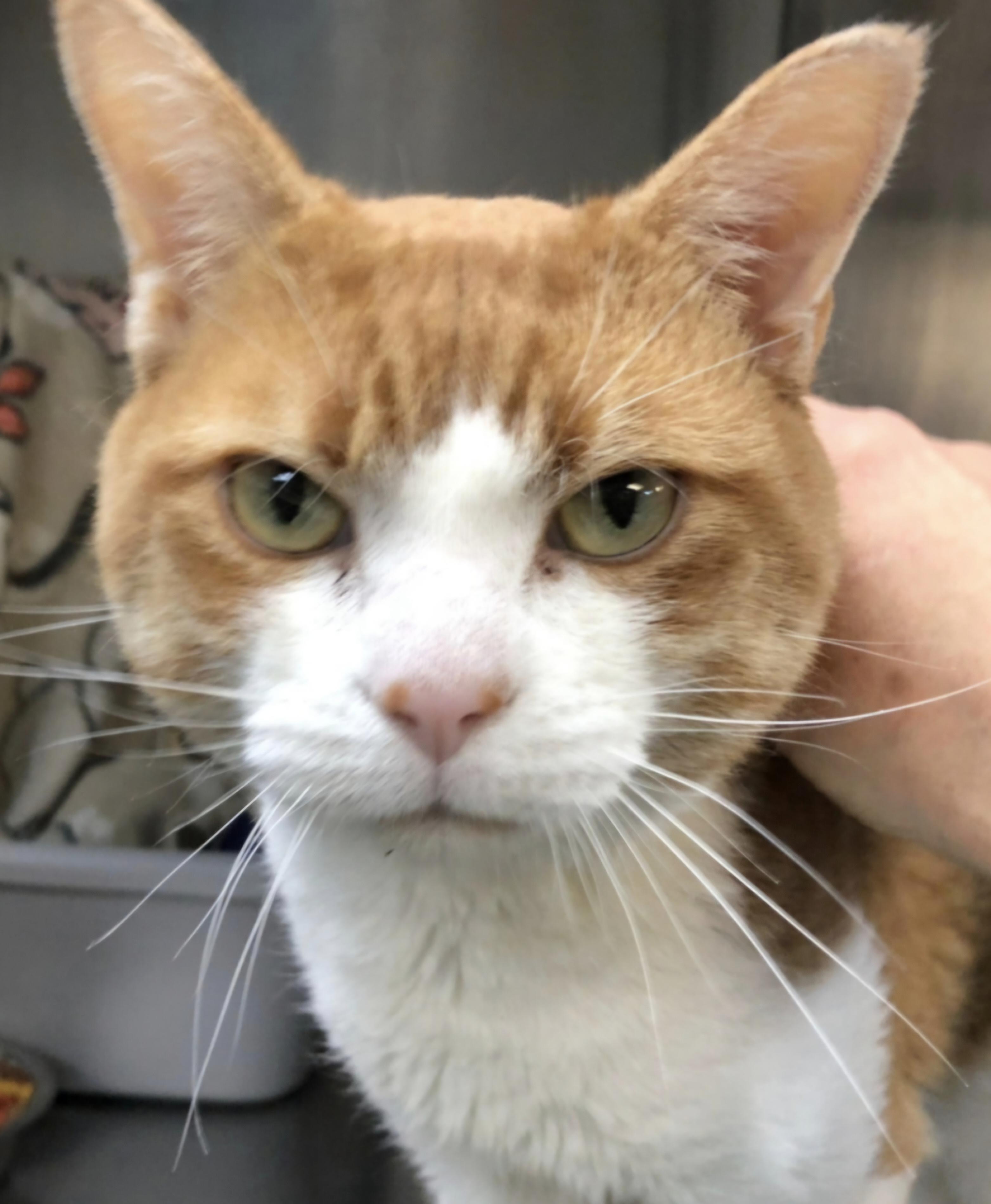 Enlarge Mel, a Adoptable Domestic Short Hair in Ravenna, OH image 1/2