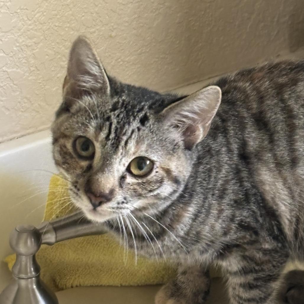 Sara, Adoptable, Kitten Female Domestic Short Hair.