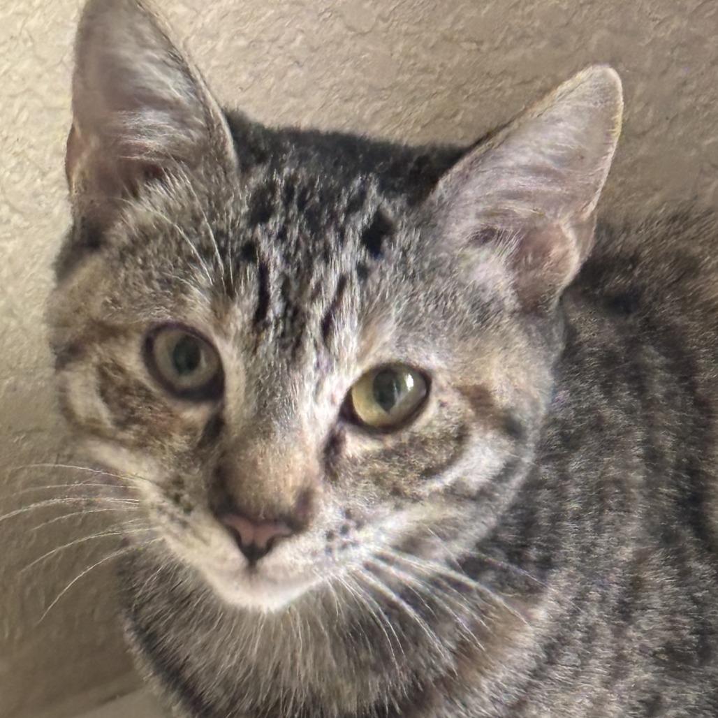 Enlarge Sara, a Adoptable Domestic Short Hair in Pleasanton, CA image 2/3