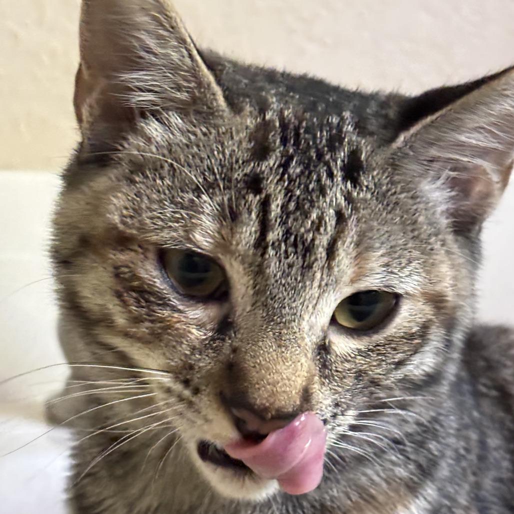 Enlarge Sara, a Adoptable Domestic Short Hair in Pleasanton, CA image 3/3