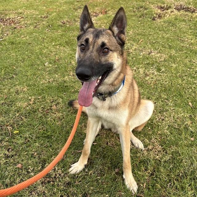 ACE, Adoptable, Young Male Belgian Shepherd / Malinois.