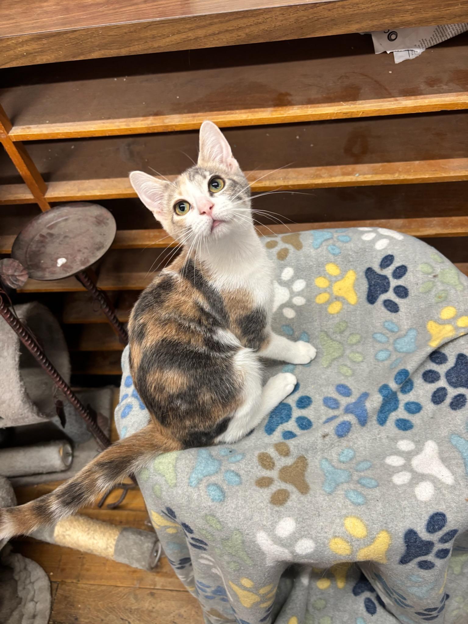 Enlarge Xena, an adoptable Domestic Short Hair in Coldwater, MI image 1/2