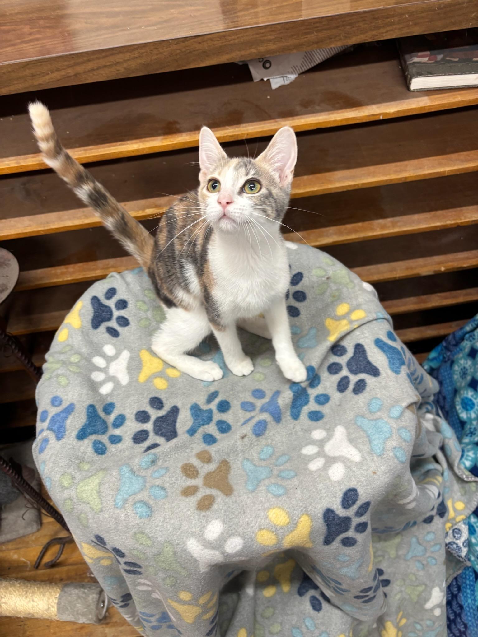 Enlarge Xena, an adoptable Domestic Short Hair in Coldwater, MI image 2/2